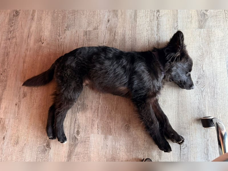 Robbie wünscht sich sein eigenes Körbchen (53498 Bad Breisig)