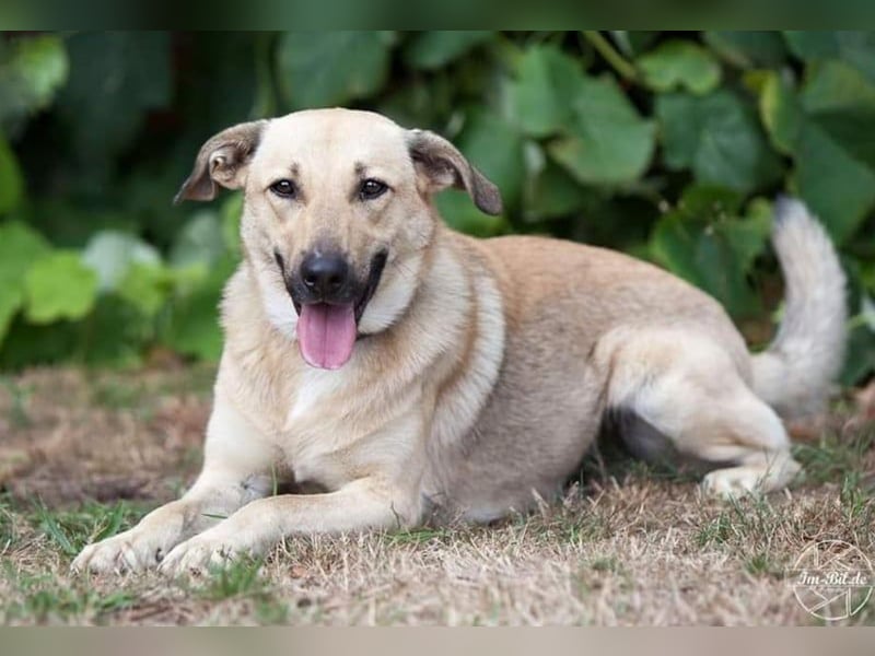Lucky sehnt sich nach einem Für-immer-Zuhause (84152 Mengkofen)