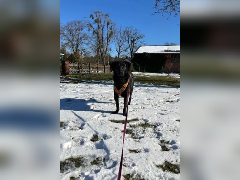 Blacky - Das Glück zum Greifen nah (15938 Drahnsdorf)