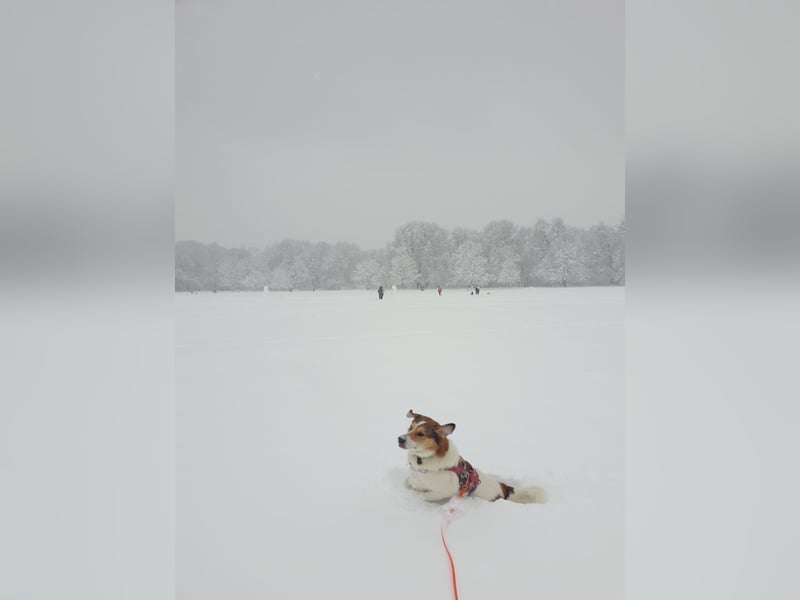 Apollo