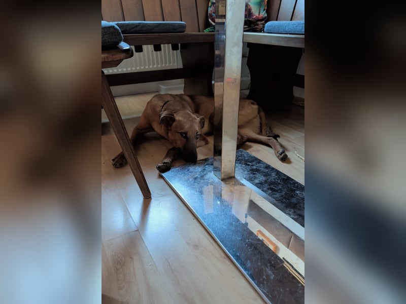 Joschi – ein Freund fürs Leben