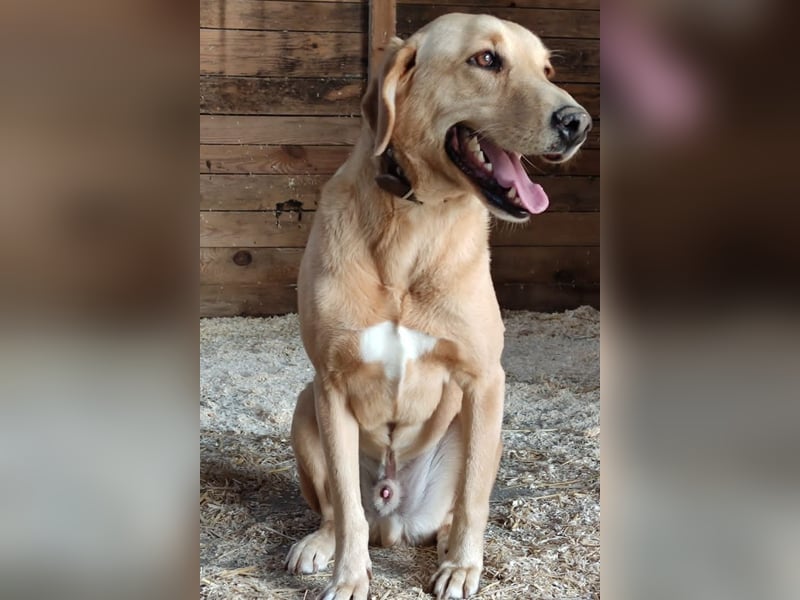 Charlie - Wer nimmt sich Zeit, ihn kennenzulernen? (07806 Weira)