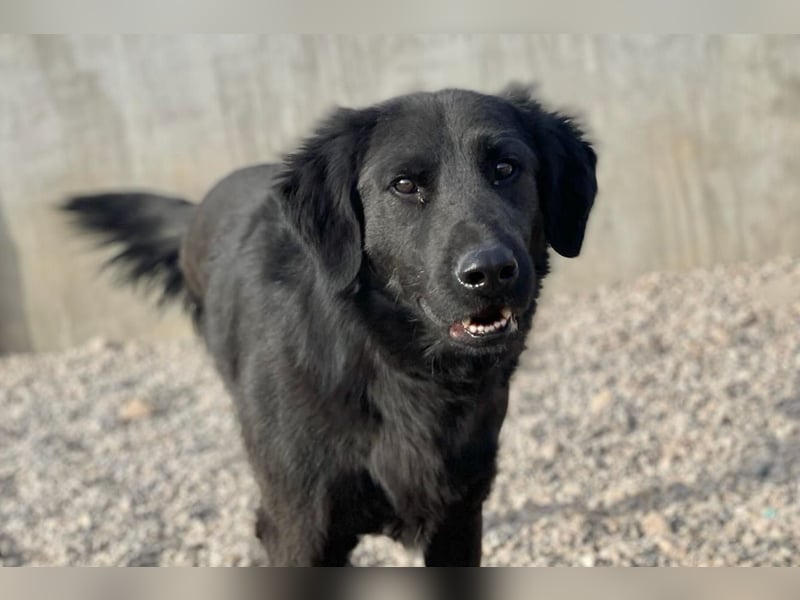 Blacky - Das Glück zum Greifen nah (15938 Drahnsdorf)