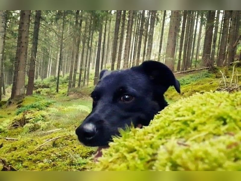 August - Großes Herz sucht Familie für ein dauerhaftes Happy End! (78166 Donaueschingen)