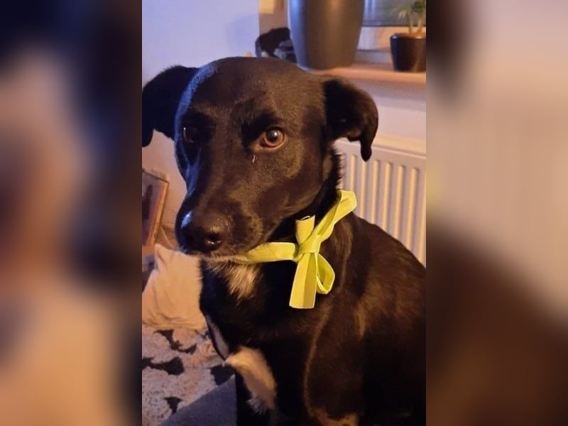 August - Großes Herz sucht Familie für ein dauerhaftes Happy End! (78166 Donaueschingen)