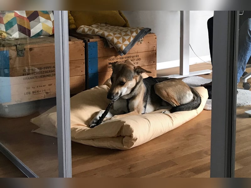 Trusky - sensibler Jungspund sucht Sicherheit (83098 Brannenburg)