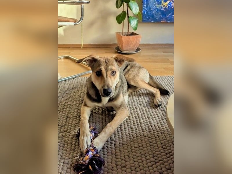 Trusky - sensibler Jungspund sucht Sicherheit