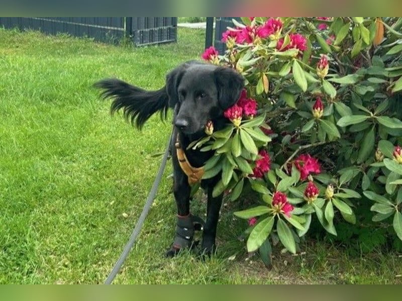 Blacky - Das Glück zum Greifen nah (15938 Drahnsdorf)