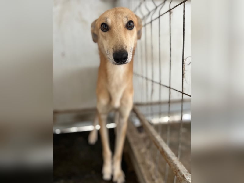 TOFU sucht ein Zuhause