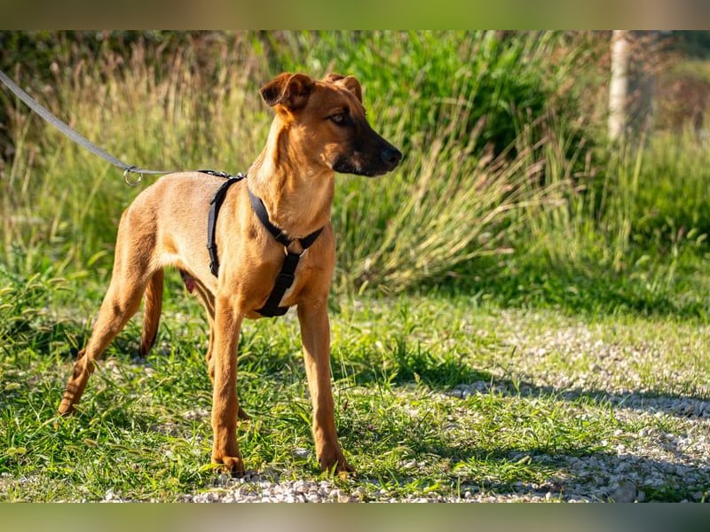 Joschi – ein Freund fürs Leben