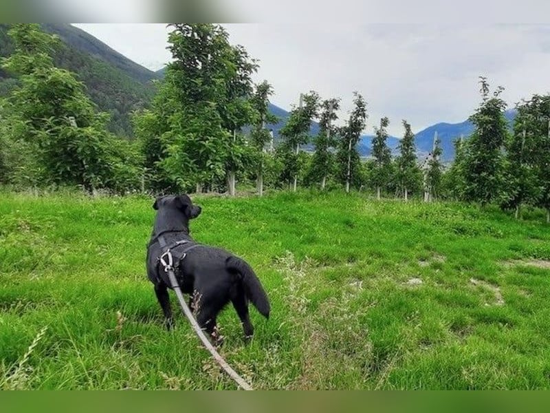 August - Großes Herz sucht Familie für ein dauerhaftes Happy End! (78166 Donaueschingen)