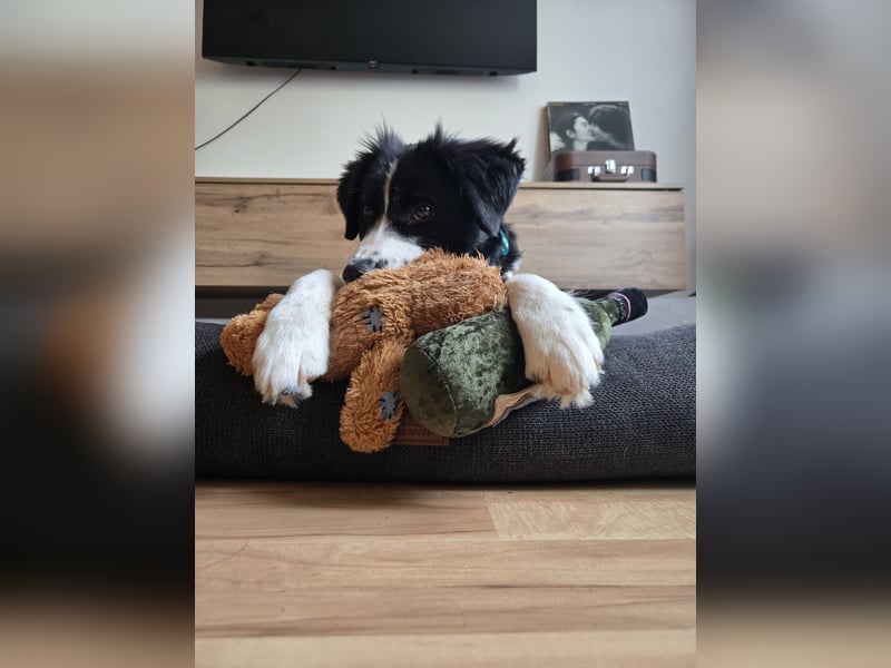 Rolli - 5 Monate, verspielt, menschenbezogen