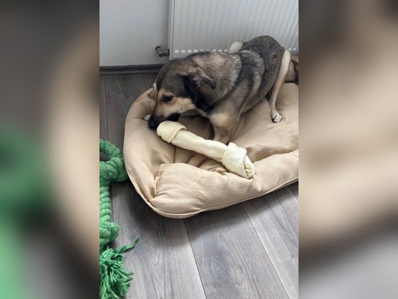 Ahri wünscht sich eine Familie für immer (51145 Köln)