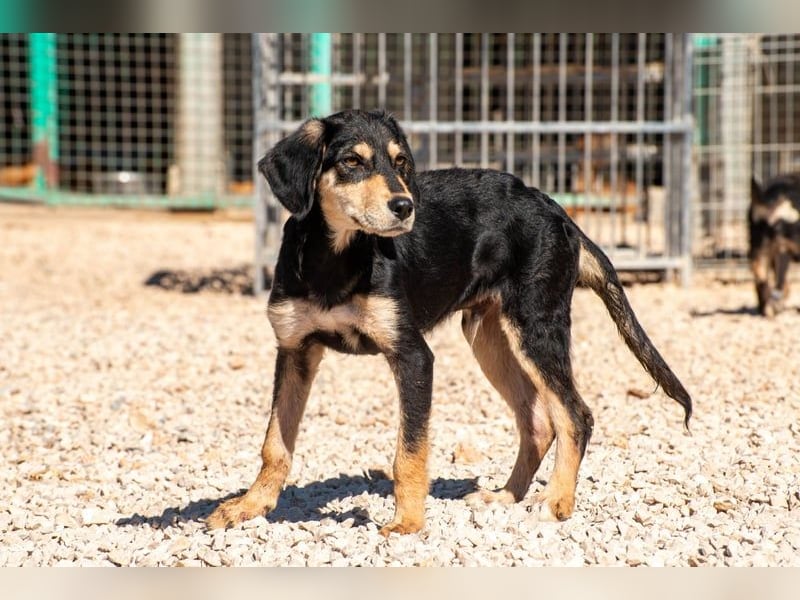 Franzl möchte euer Familienhund werden (85614 Kirchseeon-Eglharting)