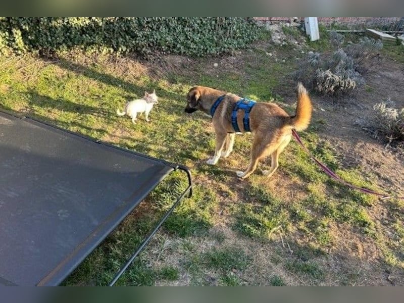 Rey wünscht sich eine eigene Familie (15938 Drahnsdorf)