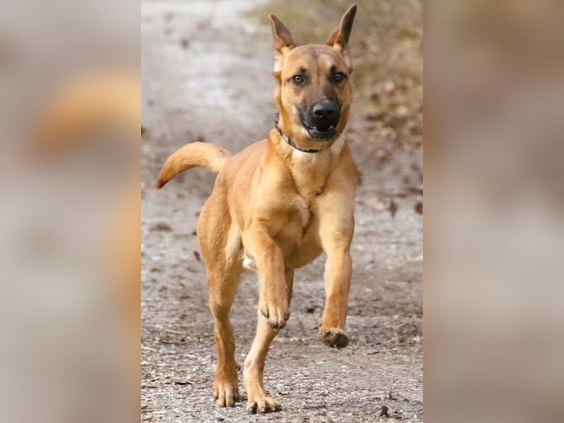 Maddox sucht Menschen, die ihm die Welt zeigen (73630 Remshalden)