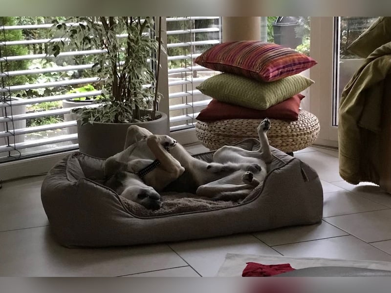 Trusky - sensibler Jungspund sucht Sicherheit (83098 Brannenburg)