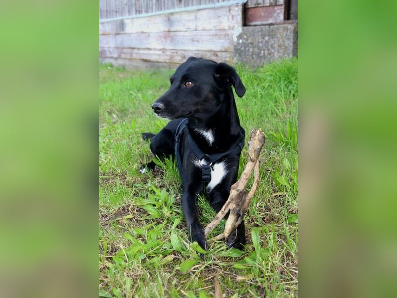 August - Großes Herz sucht Familie für ein dauerhaftes Happy End! (78166 Donaueschingen)