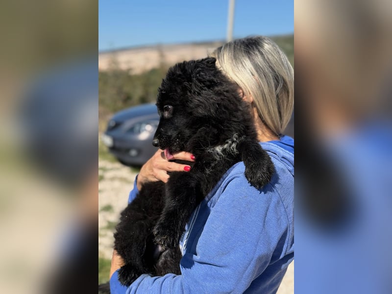 Kiano - Freund fürs Leben gesucht