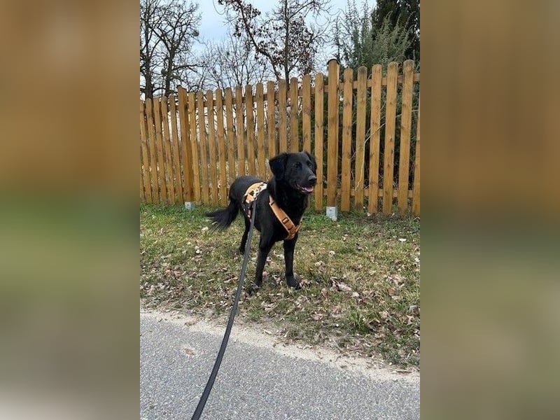 Blacky - Das Glück zum Greifen nah (15938 Drahnsdorf)