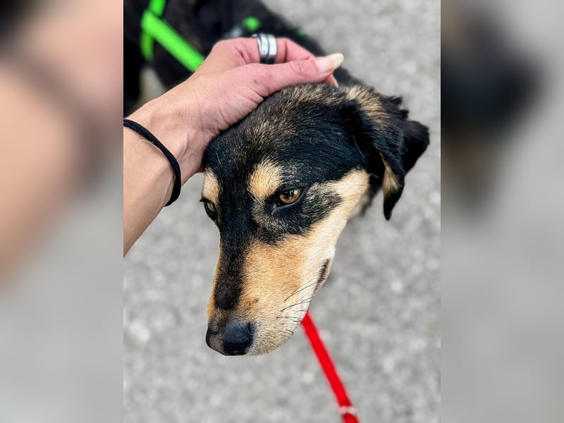 Franzl möchte euer Familienhund werden (85614 Kirchseeon-Eglharting)