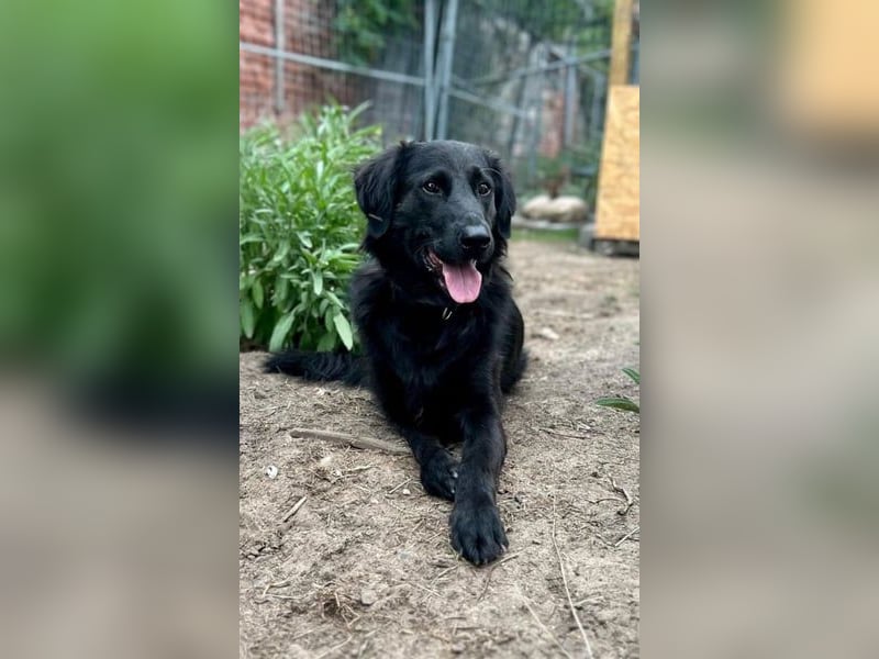 Blacky - Das Glück zum Greifen nah (15938 Drahnsdorf)