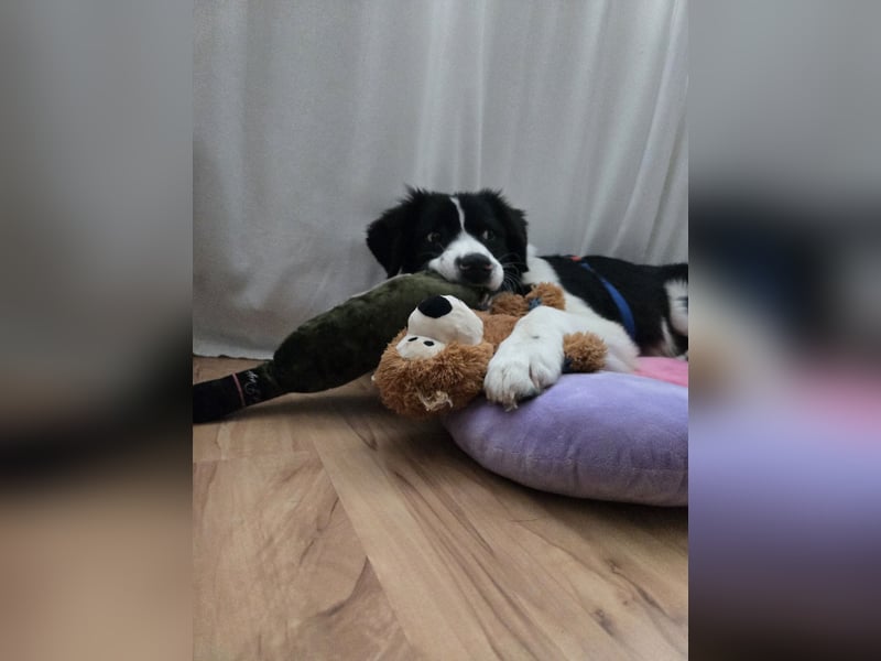 Rolli - 5 Monate, verspielt, menschenbezogen