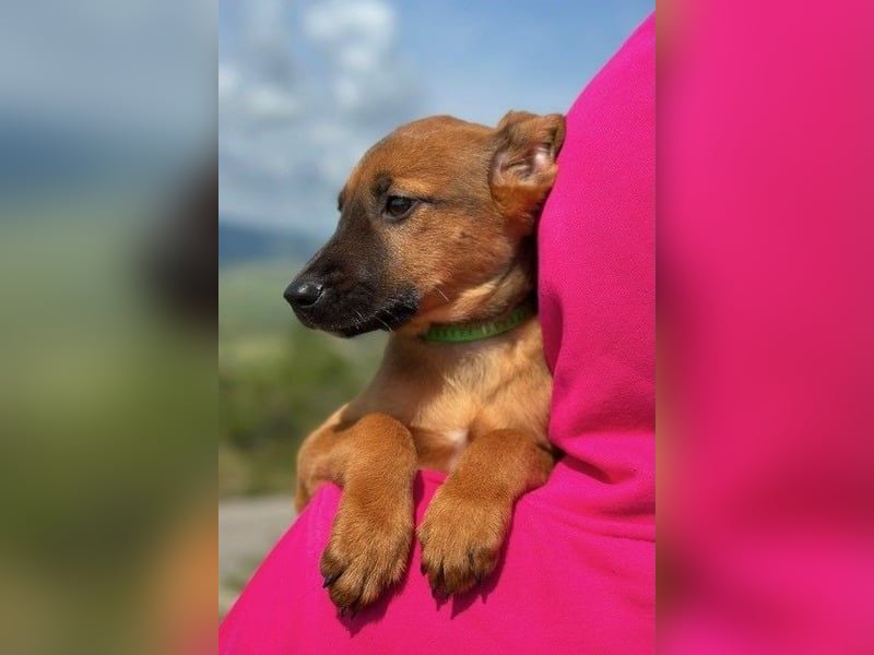 Joschi – ein Freund fürs Leben