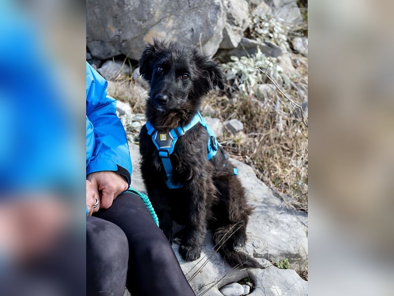 Robbie wünscht sich sein eigenes Körbchen (53498 Bad Breisig)