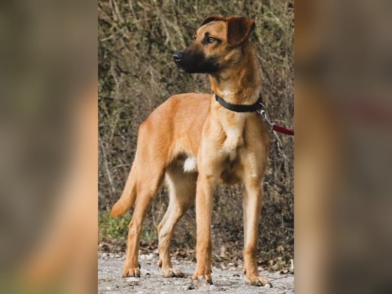 Maddox sucht Menschen, die ihm die Welt zeigen (73630 Remshalden)