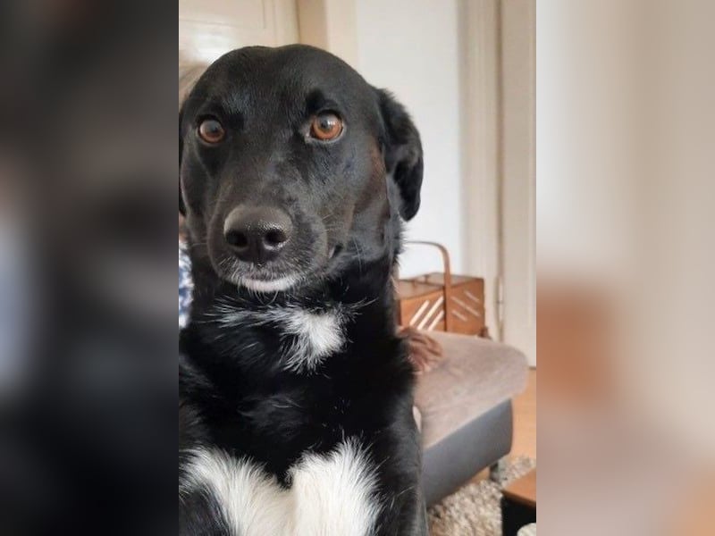 August - Großes Herz sucht Familie für ein dauerhaftes Happy End! (78166 Donaueschingen)