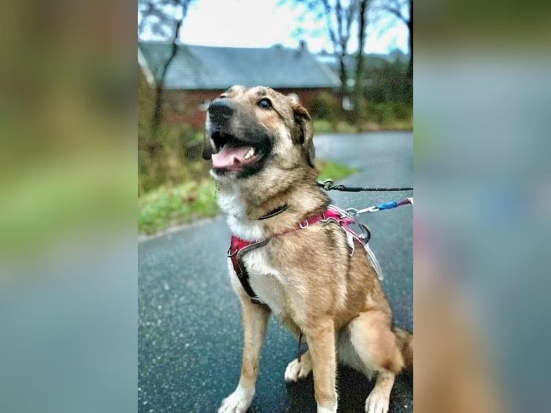 Rey wünscht sich eine eigene Familie (15938 Drahnsdorf)