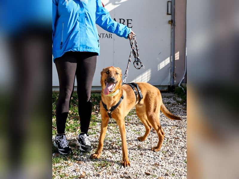 Joschi – ein Freund fürs Leben