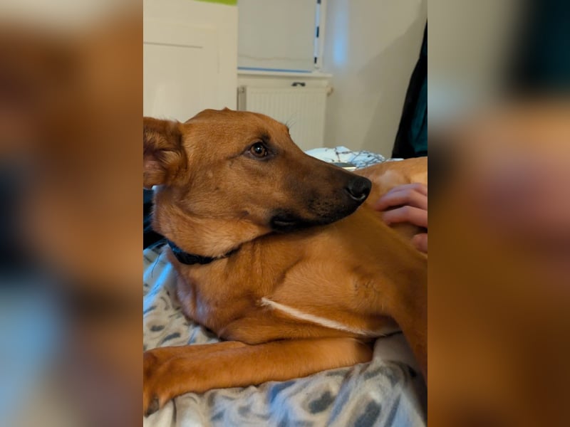 Joschi – ein Freund fürs Leben