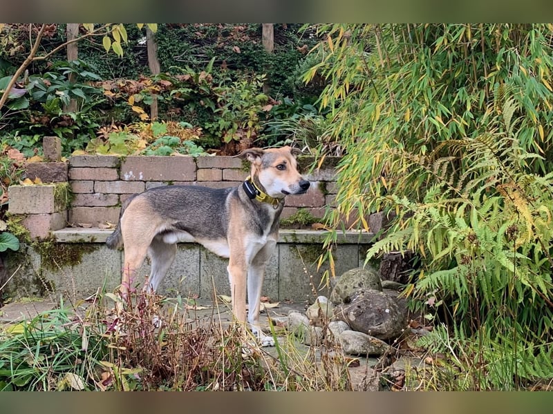 Trusky - sensibler Jungspund sucht Sicherheit (83098 Brannenburg)