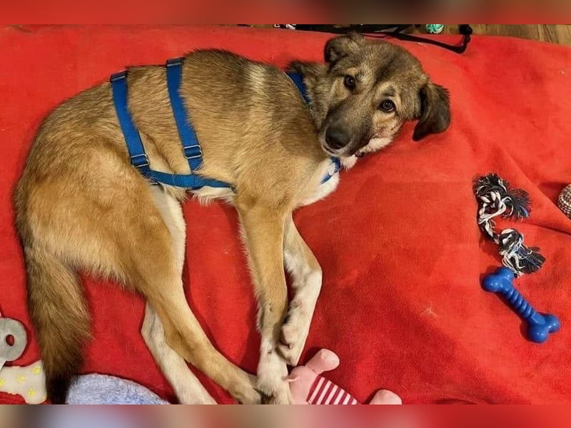 Rey wünscht sich eine eigene Familie (15938 Drahnsdorf)