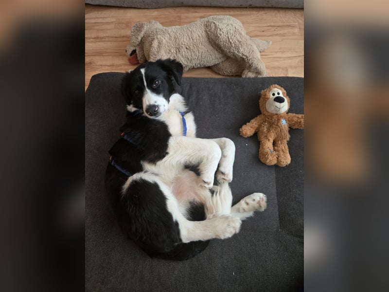 Rolli - 5 Monate, verspielt, menschenbezogen