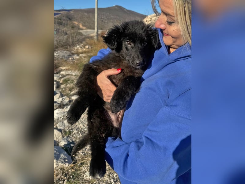 Robbie wünscht sich sein eigenes Körbchen (53498 Bad Breisig)