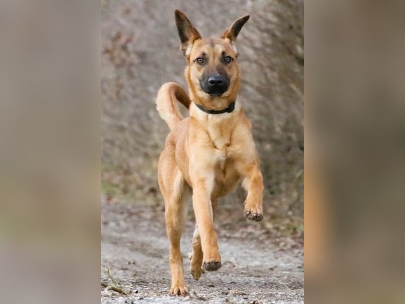 Maddox sucht Menschen, die ihm die Welt zeigen (73630 Remshalden)