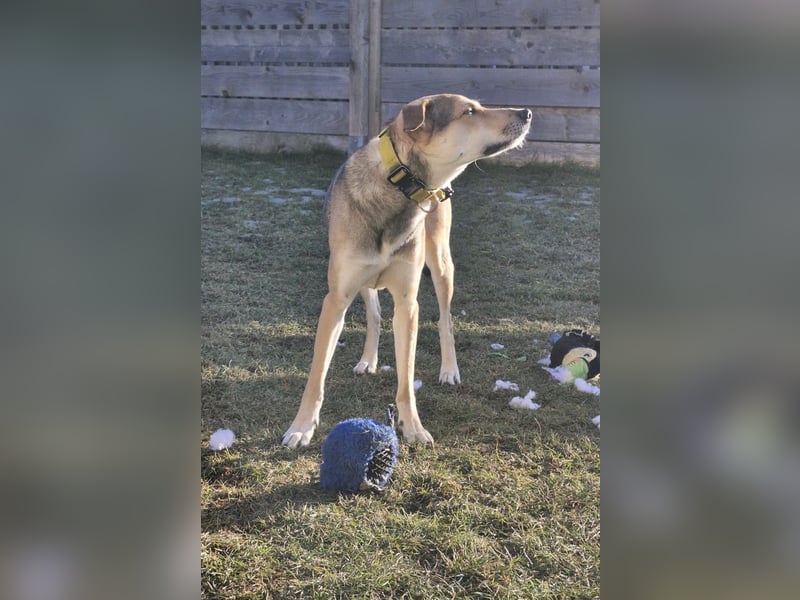 Trusky - sensibler Jungspund sucht Sicherheit (83098 Brannenburg)