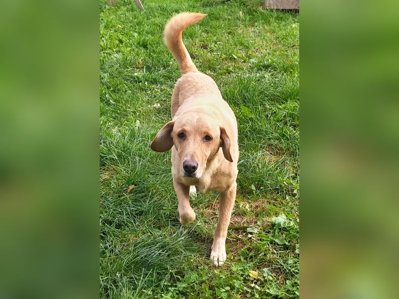 Charlie - Wer nimmt sich Zeit, ihn kennenzulernen? (07806 Weira)