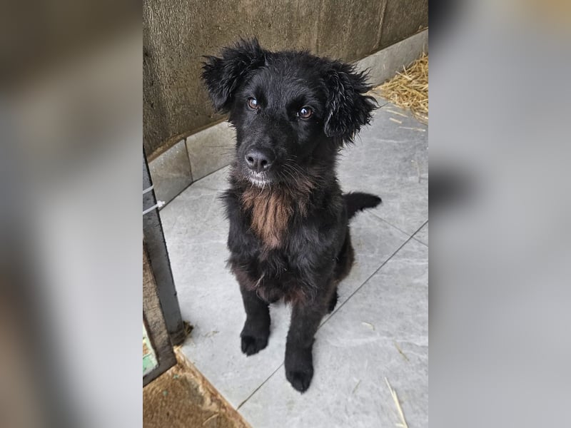 Robbie wünscht sich sein eigenes Körbchen (53498 Bad Breisig)