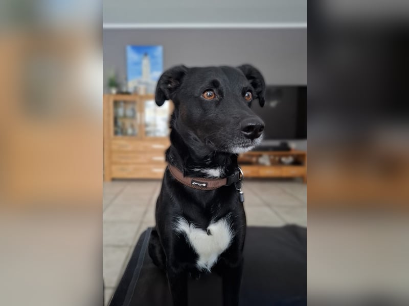 August - Großes Herz sucht Familie für ein dauerhaftes Happy End! (78166 Donaueschingen)