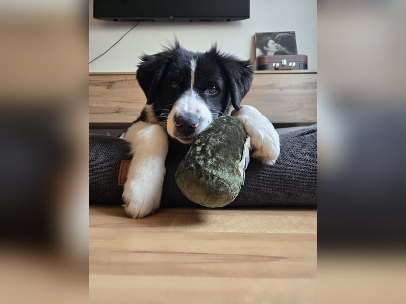 Rolli - 5 Monate, verspielt, menschenbezogen