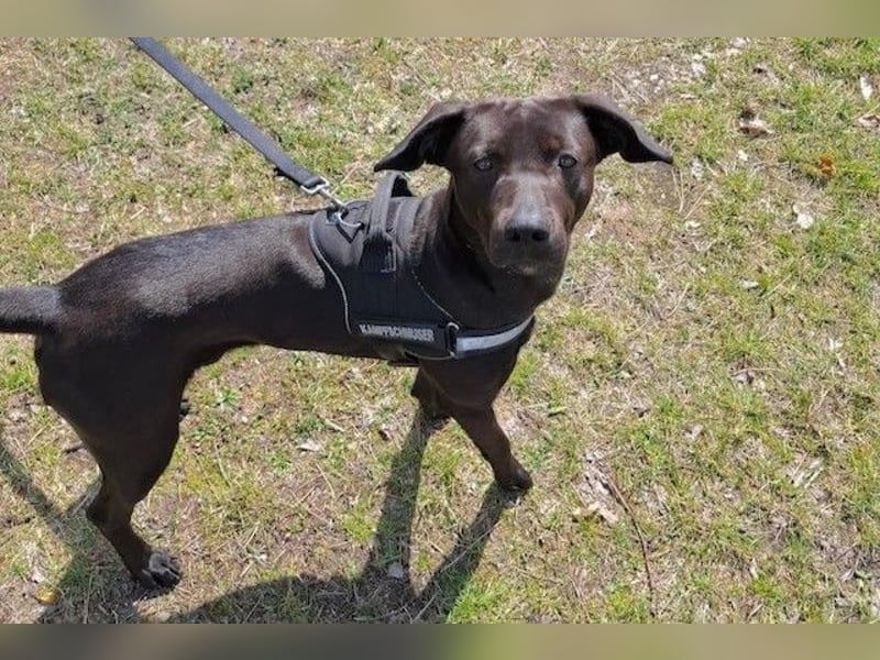 Patch - Neugieriger Jungspund sucht dich! (06886 Lutherstadt Wittenberg)