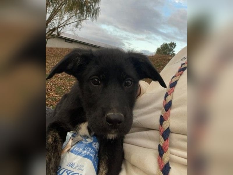 Unsere süße Chanel wartet auf ihre eigene Familie!