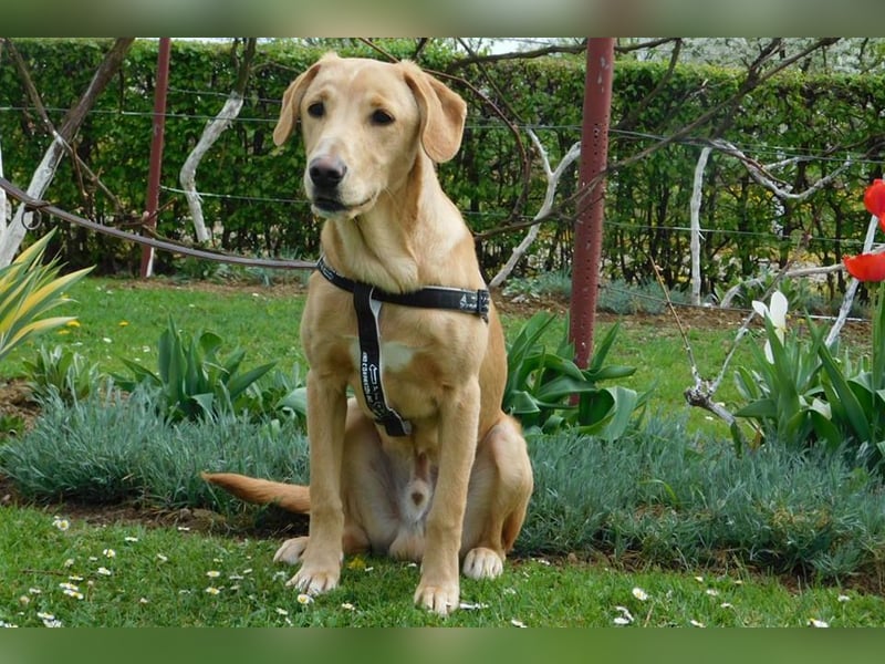 Charlie - Wer nimmt sich Zeit, ihn kennenzulernen? (07806 Weira)