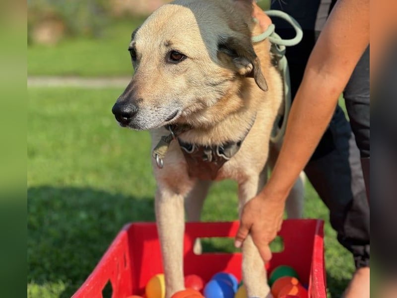Lucky sehnt sich nach einem Für-immer-Zuhause (84152 Mengkofen)