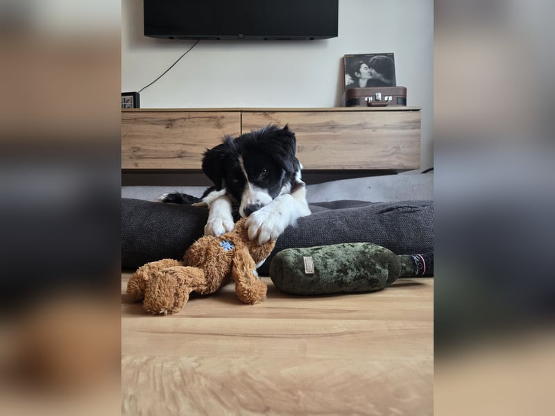 Rolli - 5 Monate, verspielt, menschenbezogen