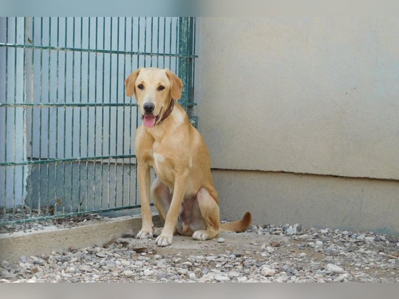 Charlie - Wer nimmt sich Zeit, ihn kennenzulernen? (07806 Weira)